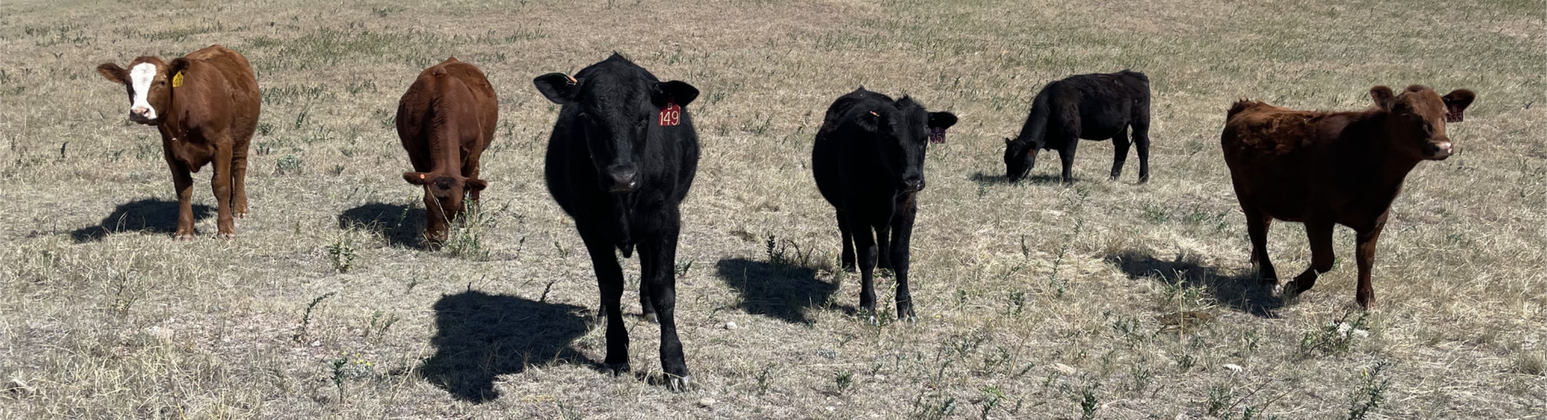 Image of cows