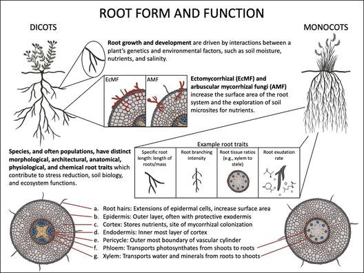 Graphical abstract of Root Form and Function